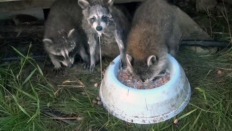 Cómo tomar la leche al estilo mapache