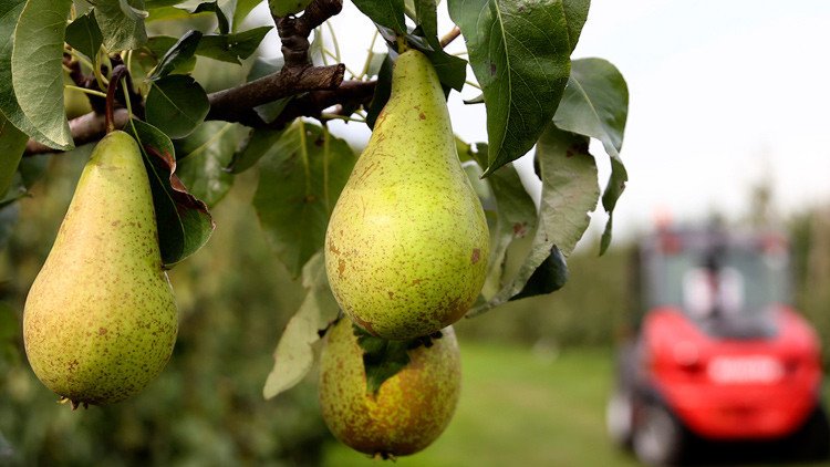 ¿El remedio definitivo?: Científicos hallan una forma efectiva de evitar los efectos de la resaca