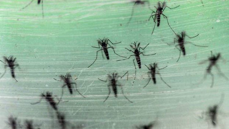 Nueva tecnología genética se asemeja a "una reacción nuclear en cadena" 