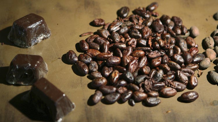 Amazonia, en peligro de desforestación por obsesión mundial por el chocolate 