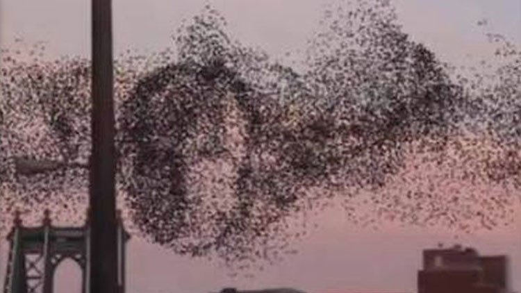 Pájaros hacen un espectacular 'retrato de Putin' en los cielos de Nueva York 