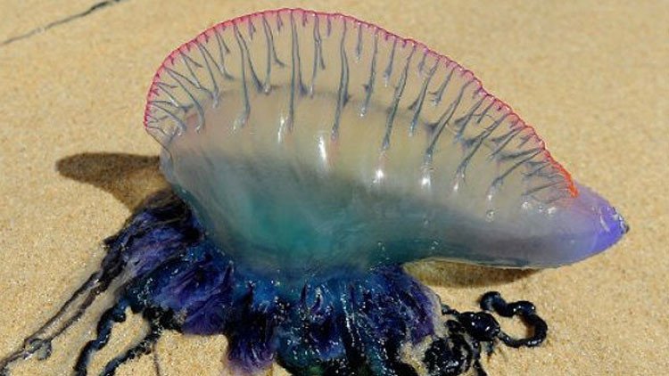 Medusas venenosas del tamaño de cinco autobuses 'acechan' el Reino Unido