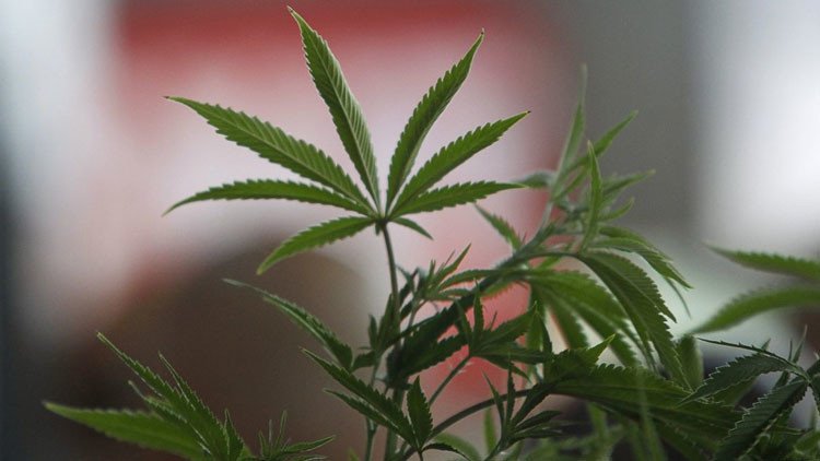 Instituto Nacional de Cáncer de EE.UU.: La marihuana es capaz de eliminar los tumores