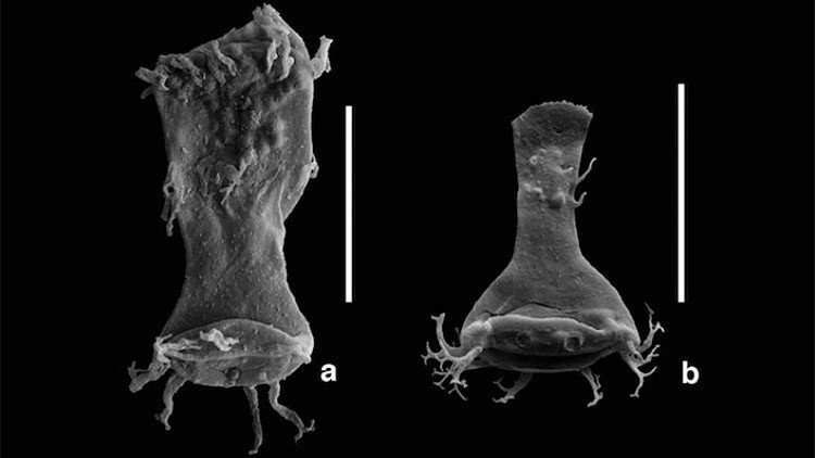 Hallan los 'monstruos del Apocalipsis': ¿Estamos ante una nueva extinción masiva?