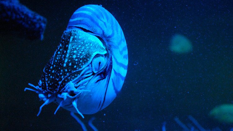 Uno de los animales más raros del planeta reaparece por primera vez en 30 años