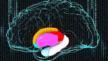 La pobreza ralentiza el desarrollo de materia gris en el cerebro de los niños