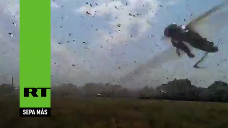 Plaga de langostas 'invade' el sur de Rusia