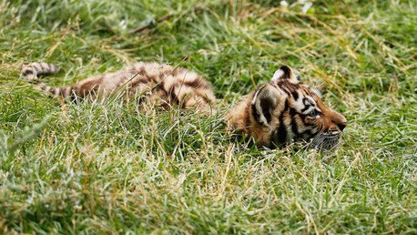 Rusia: Matan a tiros a un cachorro de tigre siberiano 'presidencial'