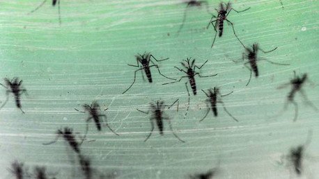 Nueva tecnología genética se asemeja a "una reacción nuclear en cadena"