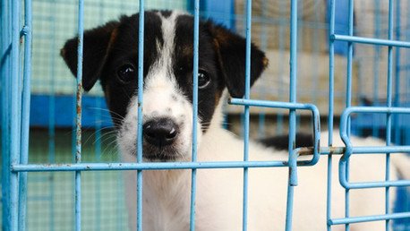 "Como si fuera un saco de basura": el maltrato de un perro causa indignación en las redes