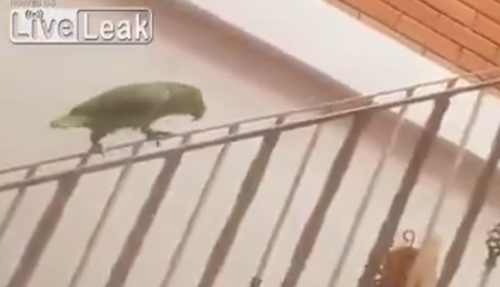 ¿Está loco este loro?