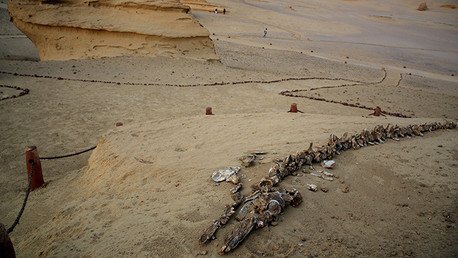 El insólito 'Valle de las Ballenas': Restos de los primeros cetáceos yacen en un desierto