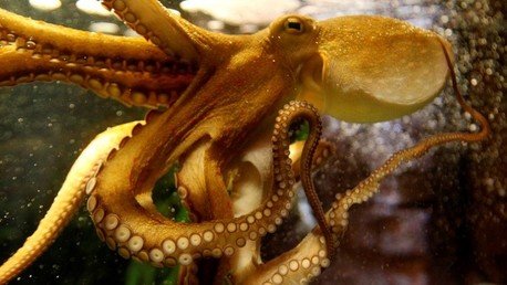 La primera secuenciación del genoma del pulpo revela secretos asombrosos de este animal