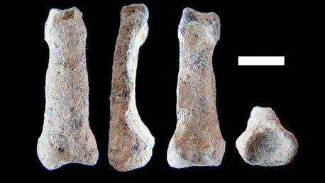 Descubren un hueso de homínido que podría cambiar las teorías de la evolución humana