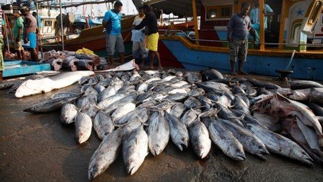 Un político 'ecologista' mexicano se fotografía con 22 tiburones muertos