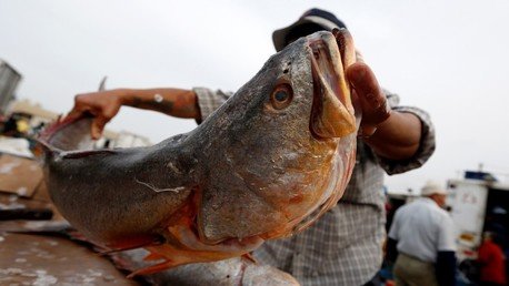 Estudio: Los humanos son los superdepredadores más inusuales