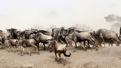 ¿Cómo sería el mundo sin humanos? Un mapa lo revela 