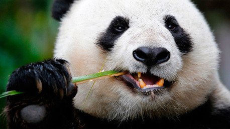 #ChinaSeDerrite: Internautas combaten con humor el pánico bursátil del lunes negro