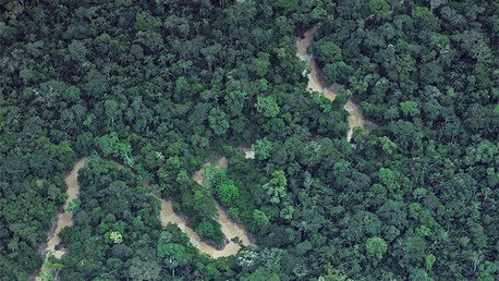 ¿Por qué la Tierra podría quedarse sin 'pulmones' en las próximas décadas?