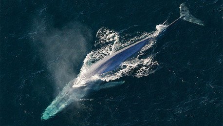 Video: Un vistazo al corazón más grande del mundo
