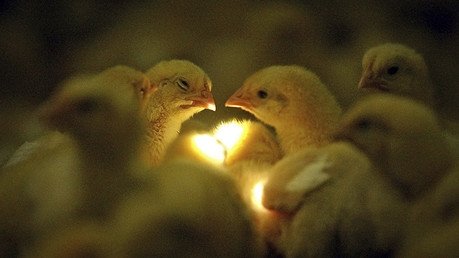 Salvan a miles de pollitos en un accidente de tráfico