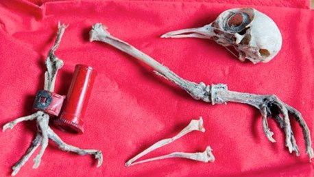 Un joven español descifra un mensaje de la Segunda Guerra Mundial