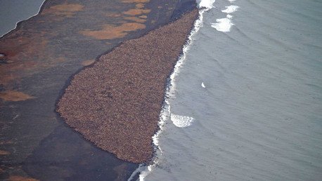 ¿Algo falla?: Miles de morsas se hacinan en Alaska 