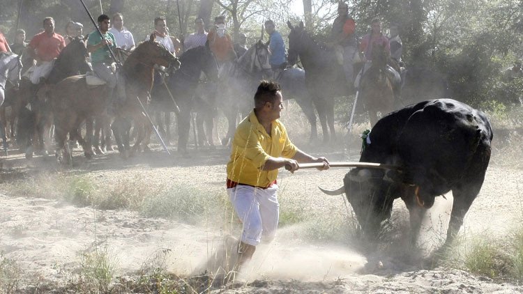 Un veterinario explica cómo muere el toro en el Torneo del Toro de la Vega