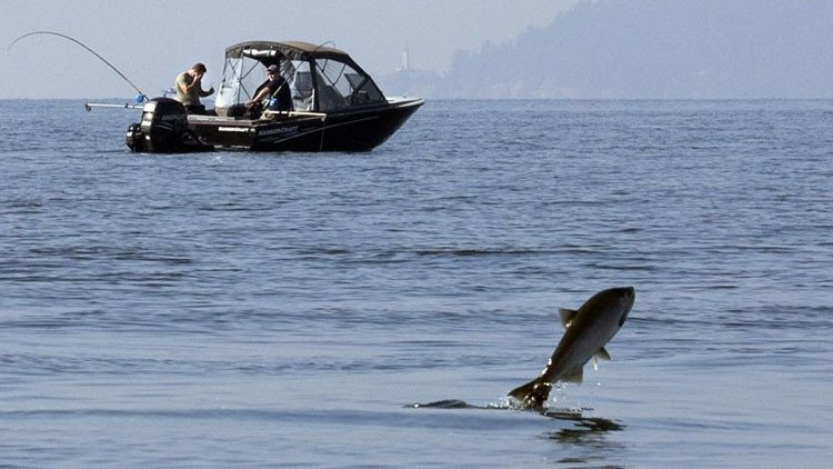 Datos alarmantes: Los peces están desapareciendo de los océanos