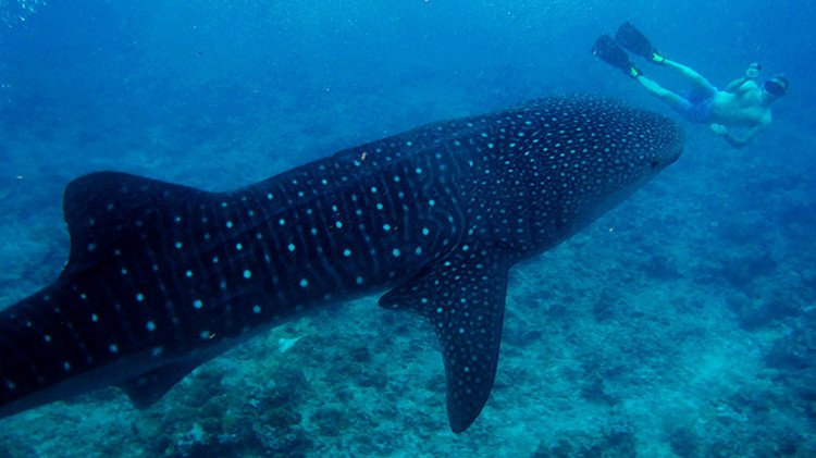 En 2015 ha muerto más gente tomándose un 'selfie' que por ataques de tiburones
