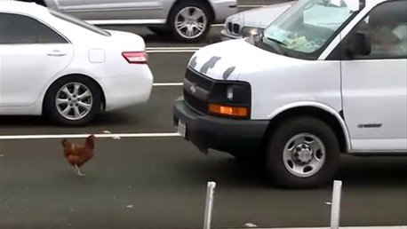 La gallina que se apoderó de toda una avenida en EE.UU.