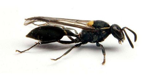 Encuentran una poderosa arma contra el cáncer en manos de las avispas sudamericanas