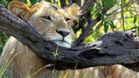 Biólogos deducen una paradójica ley de la naturaleza