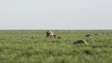 Descubren la causa de la muerte de miles de saigas en Kazajistán