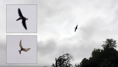 Graban a un 'pterodáctilo' sobrevolando Ohio
