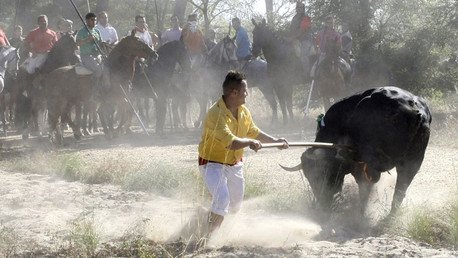 Un veterinario explica cómo muere el toro en el Torneo del Toro de la Vega