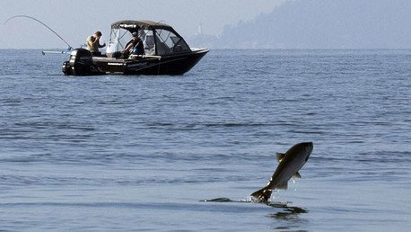 Datos alarmantes: Los peces están desapareciendo de los océanos