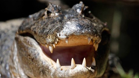 Impresionante experimento: ¿Cómo se siente ser devorado por un cocodrilo?