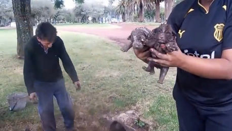 Increíble rescate de dos cachorros atrapados en un desagüe en Uruguay