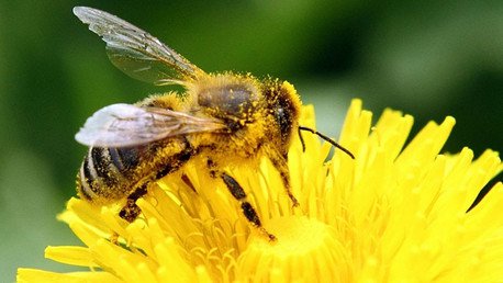 Los devastadores productos de Monsanto golpean a las abejas