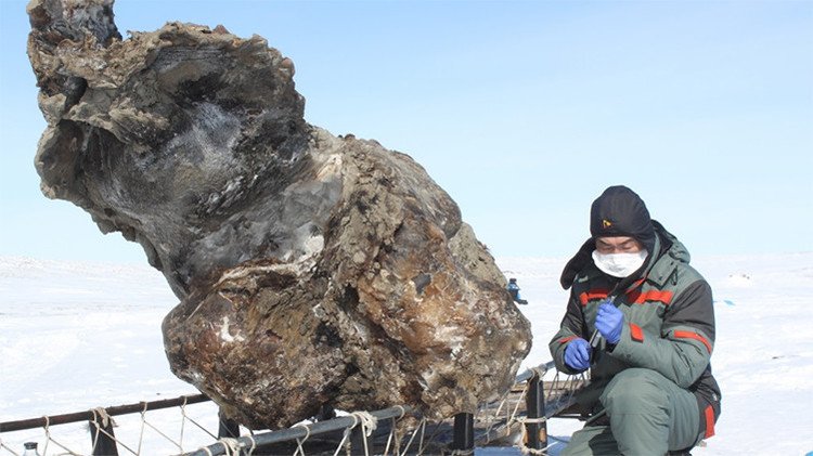 Increíble hallazgo de científicos rusos hace probable la 'resucitación' de los mamuts