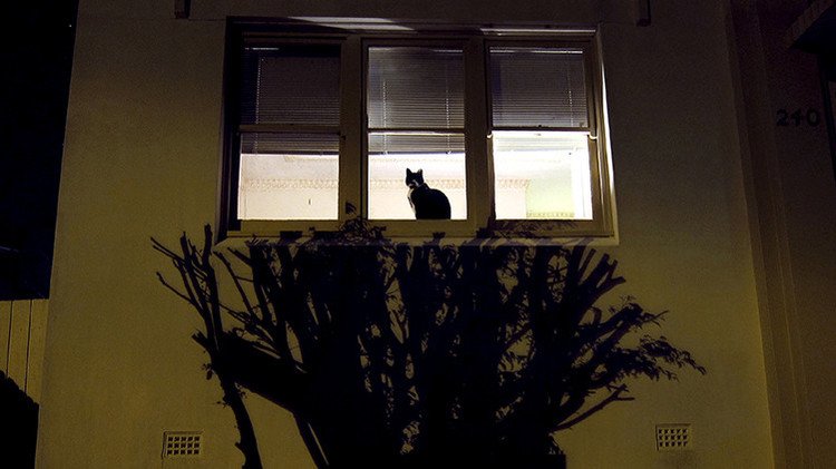 Australia defiende su decisión de matar a dos millones de gatos salvajes