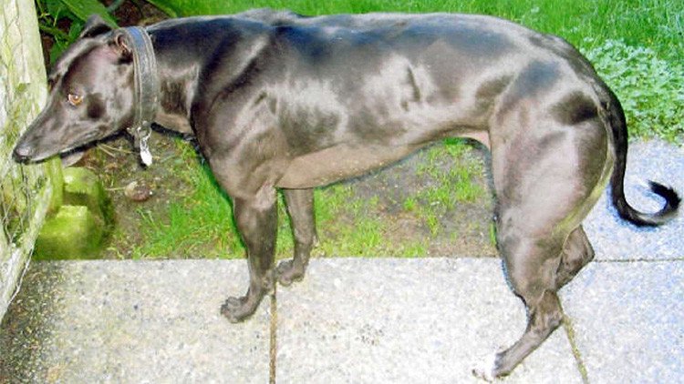 Científicos chinos crían 'perros Schwarzenegger' mediante ingeniería genética