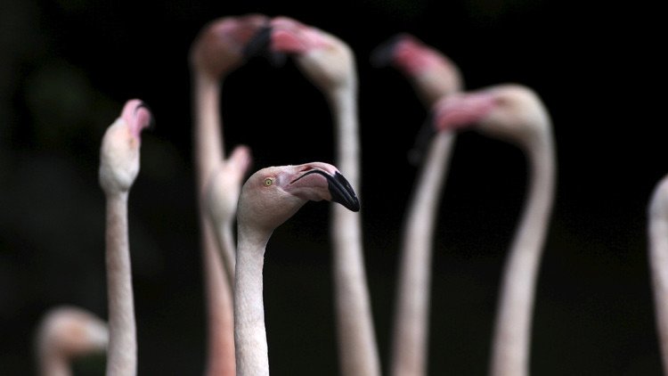La vida de una colonia de flamencos corre peligro al migrar por error a Siberia en invierno (video)