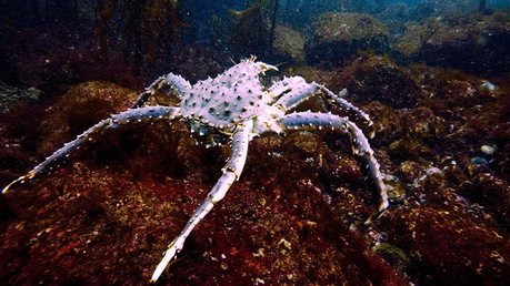 Los cangrejos rey amenazan con invadir la Antártida