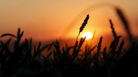 Guatemala apuesta por las casas anti-sísmicas hechas a base de trigo y que 'crecen' en tres días 