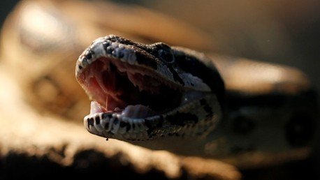 El pez 'drácula' y la 'serpiente-joya': descubra las nuevas especies descubiertas en el Himalaya