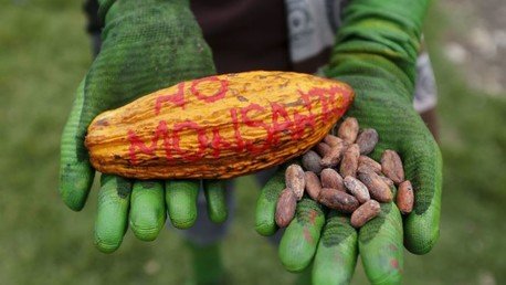 ¿Se cae Monsanto? El gigante recorta su plantilla mientras se reducen sus ganancias
