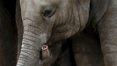 ¿Por qué los elefantes no tienen cáncer? La respuesta podría salvar a la humanidad