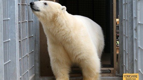 Inmigrantes se esconden en un camión con un oso polar ruso (video)